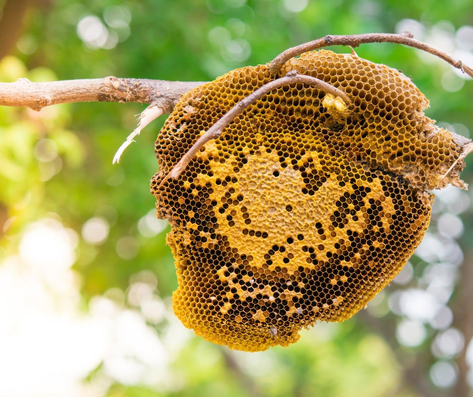 Discover the Sweet Side of Wellness: 4 Authentic Honeys from the Heart of Bangladesh